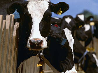 New Zealand Farmers To Be Taxe...